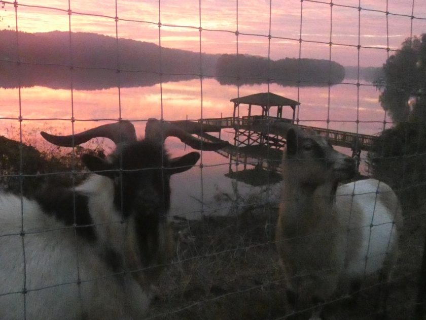 How to live with goats in the rearview mirror