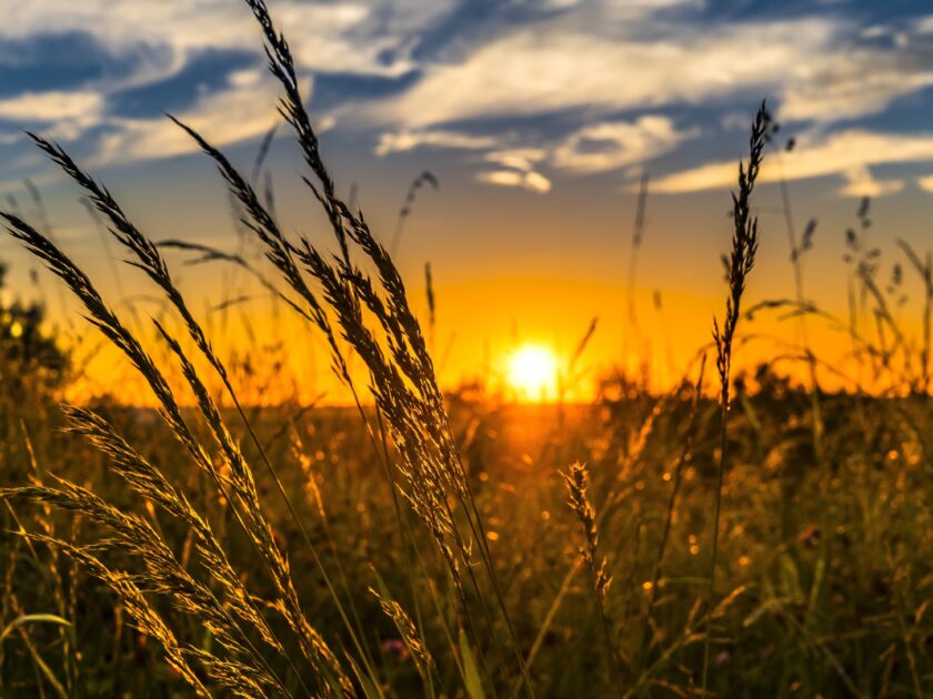 Why do we need the weeds in the wheat?