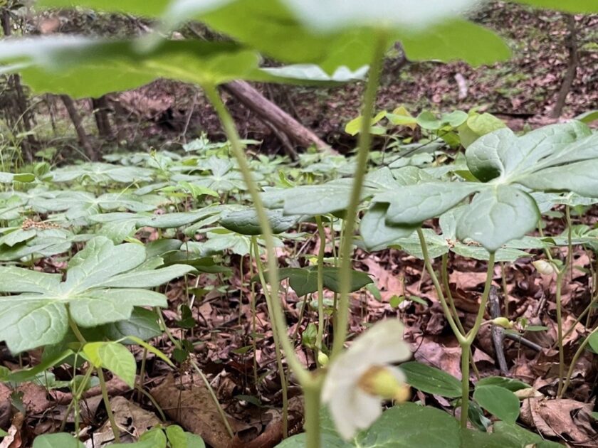 A little lesson on patience from the Mayapple