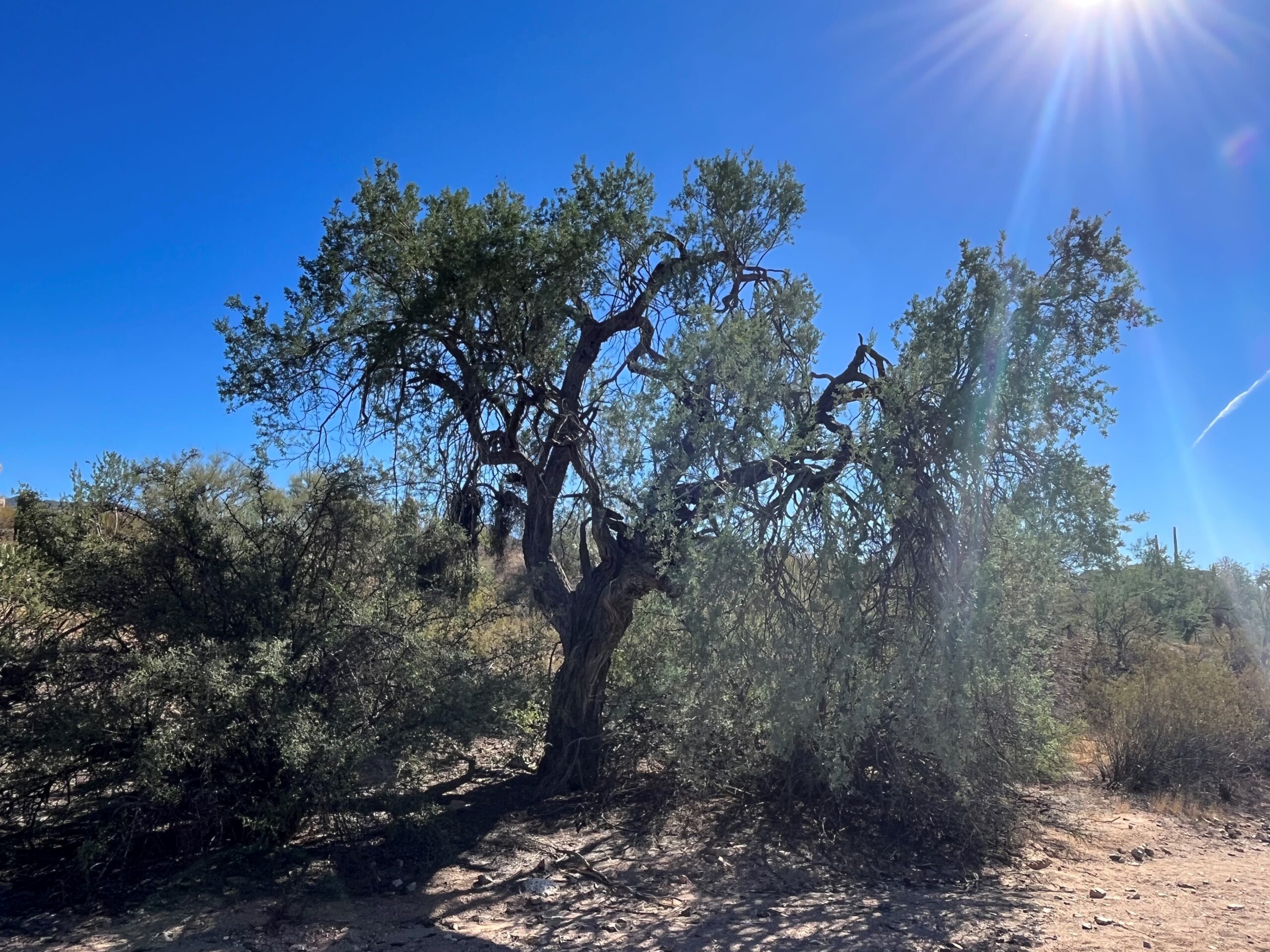 tree in desert